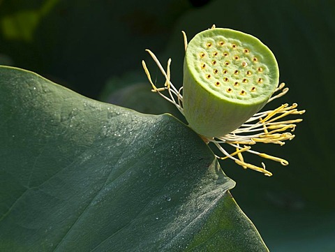 Fruit of a Lotus (Nelumbo nucifera), Srinagar, Jammu and Kashmir, India, Asia