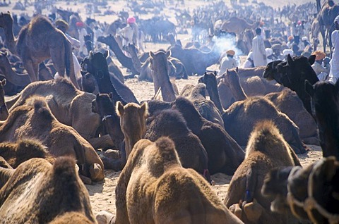 Pushkar Camel Fair, one of the largest camel markets in Asia, Rajasthan, India, Asia