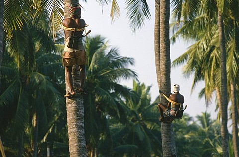 Man picking coconuts, Kalipatanam, Andhra Pradesh, India, Asia