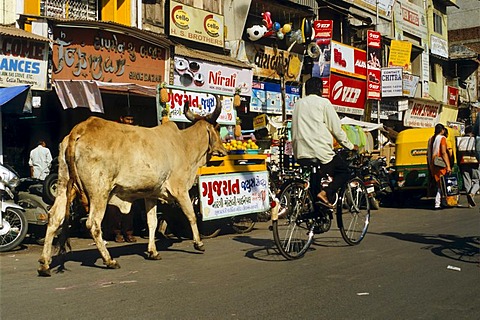 Holy cow on the streets of Ahmedabad, Gujarat, India, Asia