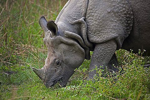 One-horned Rhinoceros (Rhinoceros unicornis) grazing in Chitwan National Park, Nepal, South Asia