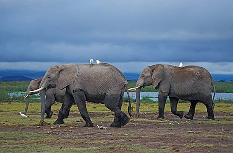 Elephant (Loxodonta africana), Chobe NP, Botswana, Africa