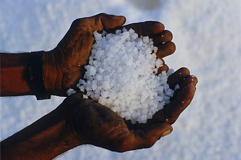 Hands holding salt, Malya, Gujarat, India, Asia