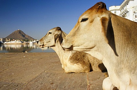 Holy cows at the ghats of Brahma Lake, Pushkar, Rajasthan, India, Asia