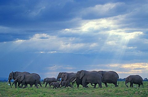 Elephant (Loxodonta africana), Amboseli NP, Kenya, Africa