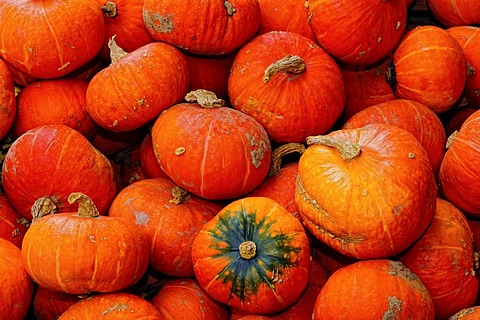 Many mature Hokkaido Pumpkins (Cucurbita maxima)