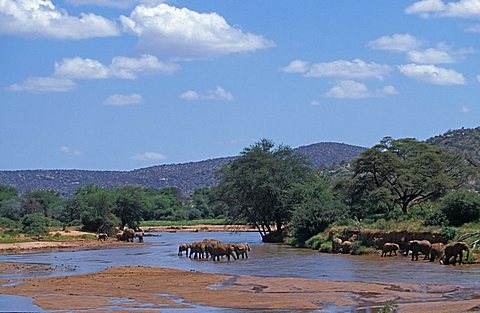 Elephants (Loxodonta africana), Samburu, Kenya, Africa