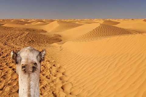 Head of a dromedary (Camelus dromedarius) in the Sahara near Ksar Ghilane, Tunisia, Maghreb region, North Africa, Africa