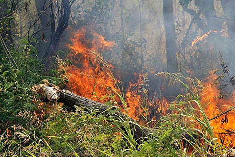 Deforestation by burning off for the recovery of arable land by large landowners, Gran Chaco, Salta Province, Argentina, South America