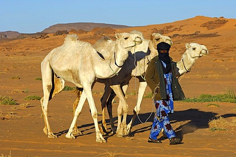 Tuareg nomad bringing his dromedaries back home from the pasture in the desert, Sahara, Libya, North Africa, Africa