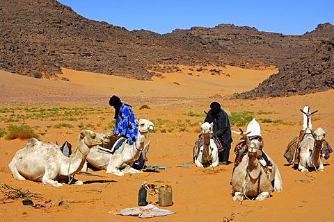 Tuareg camp with dromedaries, Sahara, Libya, North Africa, Africa