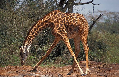 giraffe (giraffe camelopardis rothschildi), Samburu NP, Kenya, Africa