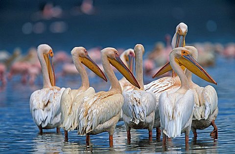 pelicans (pelecanus onocrotalus), Nakuru NP, Kenya, Africa