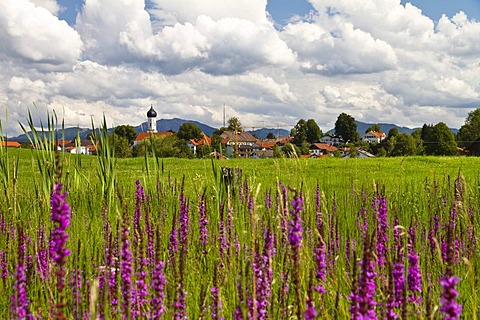 Flowering meadow with Purple loosestrife (Lythrum salicaria), near village of Iffeldorf, Alpine foothills, or Prealps, Upper Bavaria, Germany, Europe