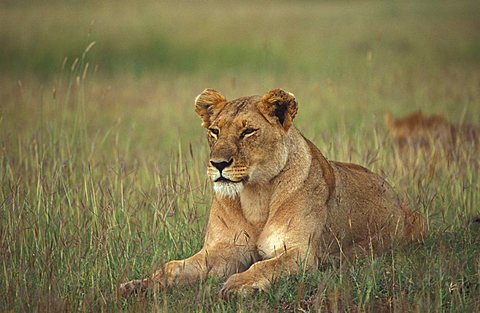 lion female (panthera leo), Masai Mara, Kenya, Afrika