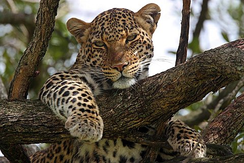 Cool Cheetah (Acinonyx jubatus)