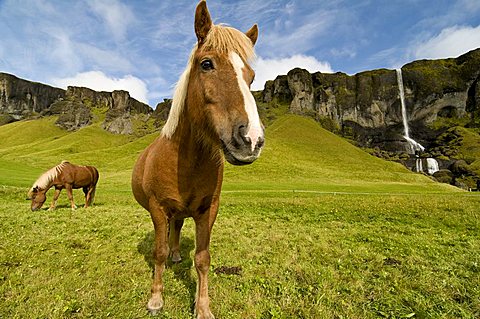 Iceland Horse and waterfall, Iceland, Europe