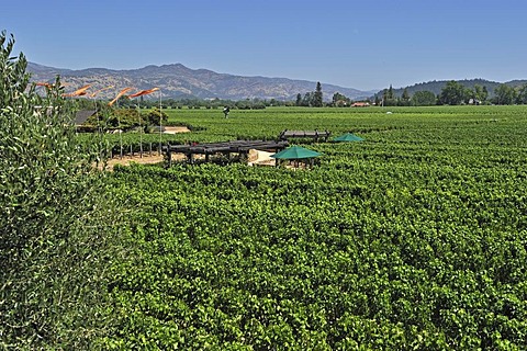 Vineyards of Robert Mondavi Winery, Napa Valley, California, USA