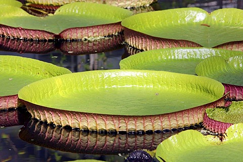 Giant Water Lily (Victoria), lily pond, public Botanical Garden of the Ruhr-University Bochum, North Rhine-Westphalia, Germany, Europe, PublicGround