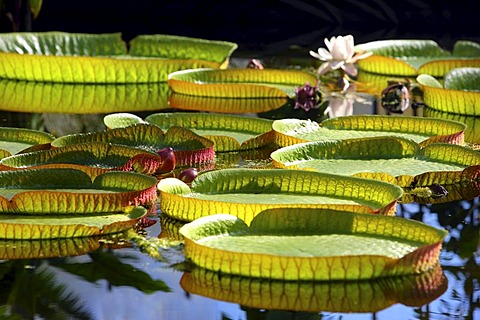 Giant Water Lily (Victoria), lily pond, public Botanical Garden of the Ruhr-University Bochum, North Rhine-Westphalia, Germany, Europe, PublicGround