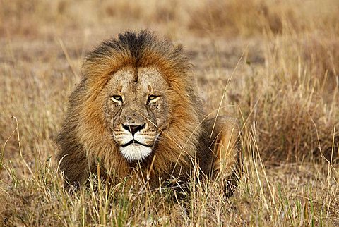 Lion (Panthera leo)