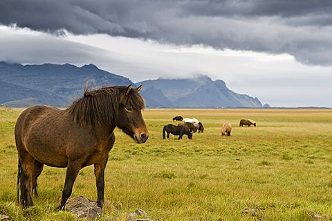 Icelandic horses near Hoefn, Iceland, Europe