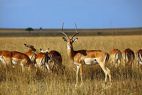 Impalas (Aepyceros melampus), herd