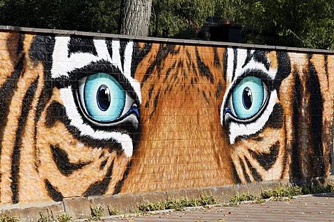 Threatening tiger eyes, graffiti on the wall of the Cologne Zoo, Cologne, North Rhine-Westphalia, Germany, Europe
