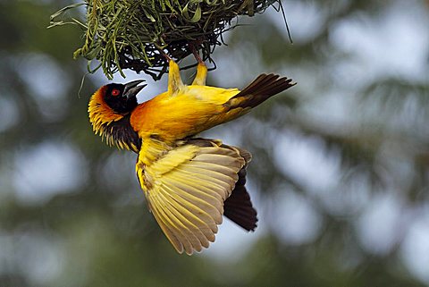 Weaver bird (Ploceidae) in the Masai Mara, Kenya, Africa