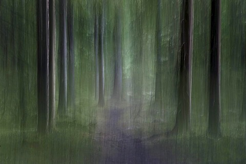 Enchanted forest, abstract, Harestua, Norway, Europe