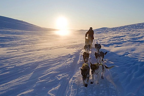 Dog sledding in Norway, Finnmarksvidda, Finnmark, Lapland, Norway, Europe