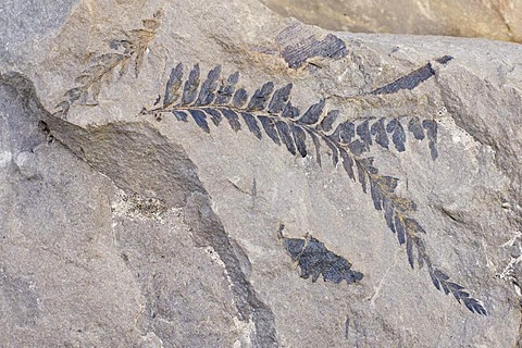 Fossils of a fern, 35-40 million years, on Longyearbreen Glacier, Longyeardalen, Adventfjorden, Spitsbergen, Svalbard, Norway, Scandinavia, Europe