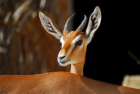 Gazelle, Wahiba Sands (Wahiba desert), Oman