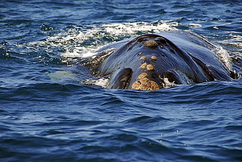 Southern Right Whale, Península Valdés, Chubut Province, Patagonia, Argentina