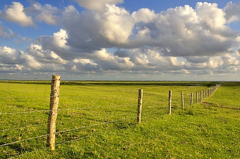 Fence in the floodplains of Neufelder Koog, polder, Elbe estuary, North Sea coast, Schleswig-Holstein Wadden Sea National Park, Dithmarschen region, Schleswig-Holstein, Germany, Europe