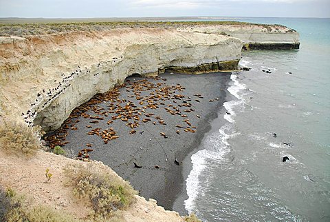 Sea lion and cormoran colony at Punta Loma, near Puerto Madryn, Chubut province, Patagonia, Argentina