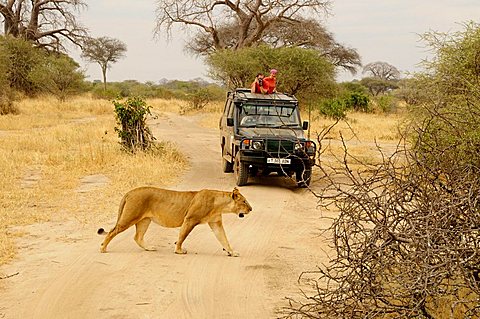 Female lion (Panthera leo) in front of a four wheel drive vehicle, Tarangire-National Park, Tanzania, Africa