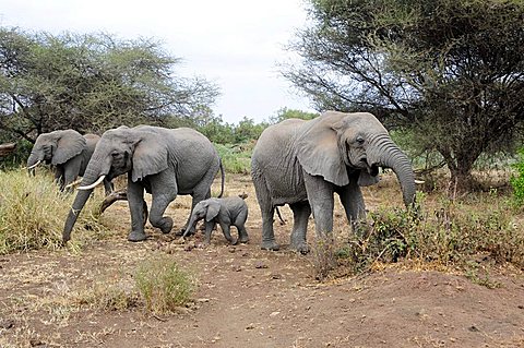 African Bush Elephants with young (Loxodonta africana), Lake Manyara National Park, Tanzania, Africa