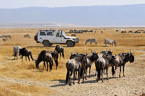 Blue Wildebeest (Connochaetes taurinus), Ngorongoro-crater, Ngorongoro Conservation Area, Tanzania, Africa