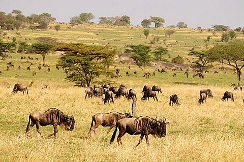 Blue Wildebeest (Connochaetes taurinus) during migration, Serengeti National Park, Tanzania, Africa