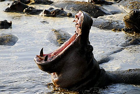 Hippopotamus (Hippopotamus amphibius), yawning in Retina hippo pool, Serengeti National Park, Tanzania, Africa