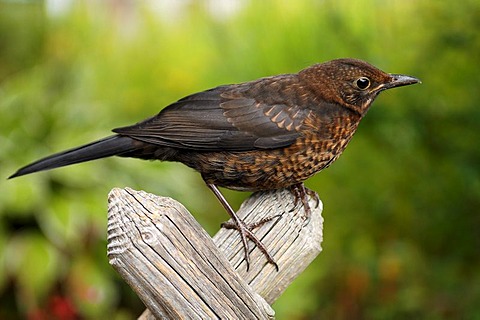 Female blackbird (Turdus merula) perched on a fence, Eckental, Middle Franconia, Bavaria, Germany, Europe