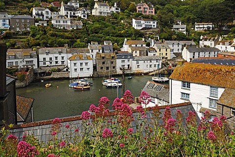 Port of Polperro, with Jupiter's Beard or Red Valerian (Centranthus ruber) in the foreground, Cornwall, England, United Kingdom, Europe