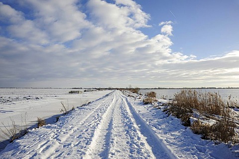 Snow-covered road in the Reeuwijkse Plassen nature reserve in winter, landscape between Gouda and Bodegraven, Reeuwijk, Holland, The Netherlands, Europe