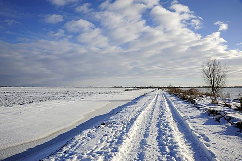 Snow-covered road in the Reeuwijkse Plassen nature reserve in winter, landscape between Gouda and Bodegraven, Reeuwijk, Holland, The Netherlands, Europe