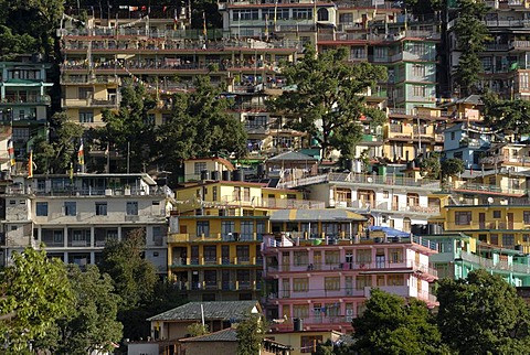 Residential buildings of exiled Tibetans with cedars, Upper Dharamsala, McLeod Ganj, Himachal Pradesh, Himalayas, India, Asia