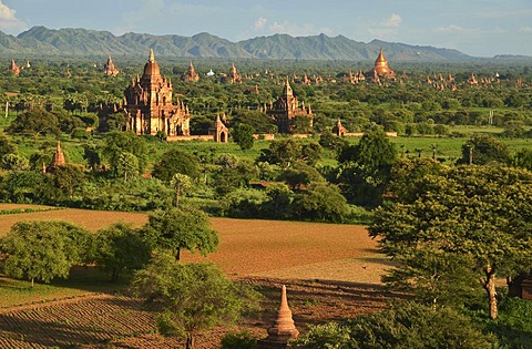 Pagoda field, temples, Zedi, Old Bagan, Pagan, Burma, Myanmar, Asia