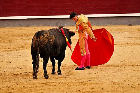 Bullfighter, matador, with a scarlet cape, muleta, and sword, estoque, in Las Ventas Bullring, Madrid, Spain, Iberian Peninsula, Europe