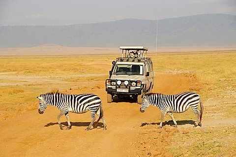 Zebras in front of a jeep with safari tourists, Ngorongoro Crater, Tanzania, Africa