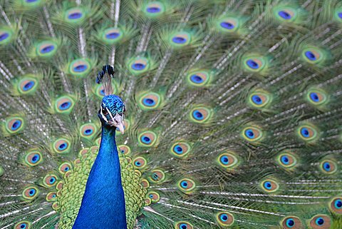 Blue Peafowl (Pavo cristatus)